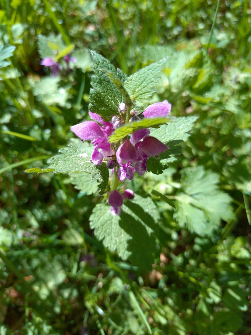 Ortica maculata — Bild 1
