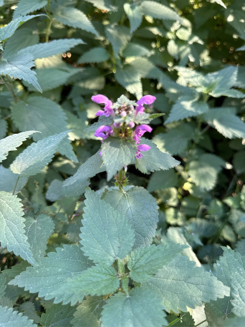 Una falsa ortica macchiata con fiori rosa-violacei tra fitte foglie verdi.