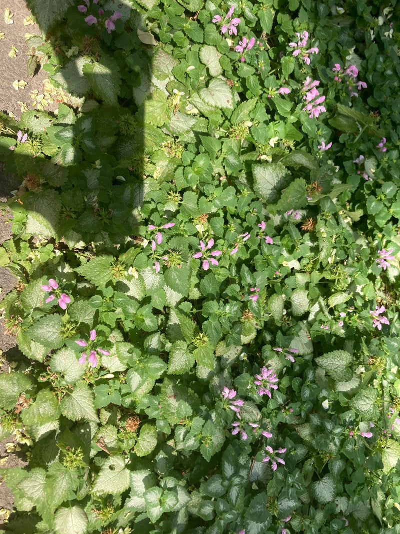 Si vede un fitto popolamento di lamio macchiato con i tipici fiori rosa e foglie screziate dall'alto. Le piante formano una copertura del suolo in giardino.