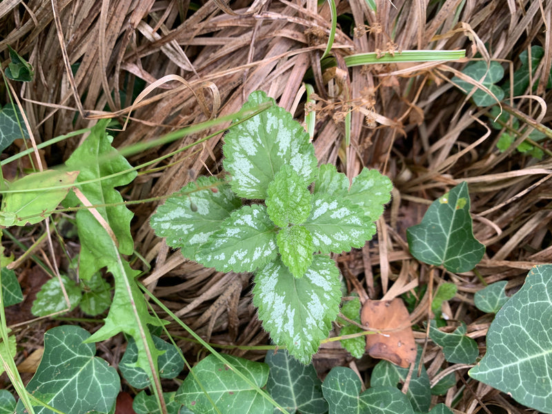 Si vede una giovane pianta di lamio macchiato con le sue caratteristiche foglie macchiate di bianco. Cresce su un letto di erba secca e foglie.