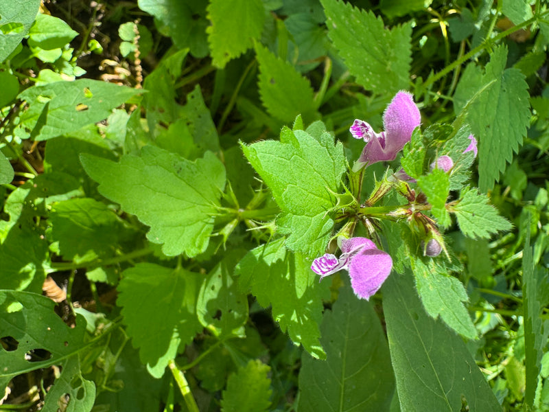 Si vede una falsa ortica macchiata con tipici fiori rosa e foglie verdi dall'alto. La pianta cresce nel sottobosco tra altre foglie verdi.