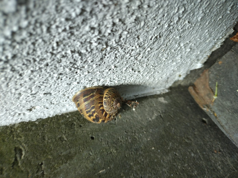 Si vede una chiarmaricula che riposa su un muro di una casa di colore chiaro. Il guscio caratteristicamente maculato è ben visibile.