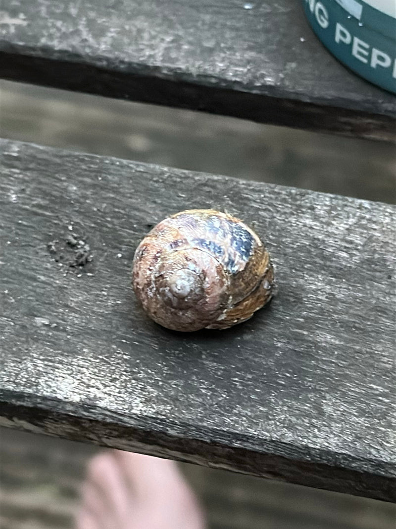 È visibile il guscio di una lumaca giardino che riposa su una superficie di legno. Il motivo caratteristico del guscio è chiaramente riconoscibile.