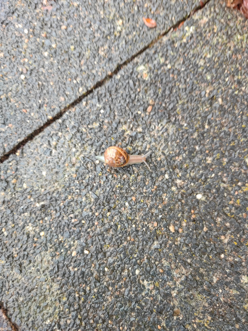 Una lumaca turca striscia lentamente su una superficie di asfalto bagnato. Il guscio è marrone con caratteristiche macchie e fasce scure.