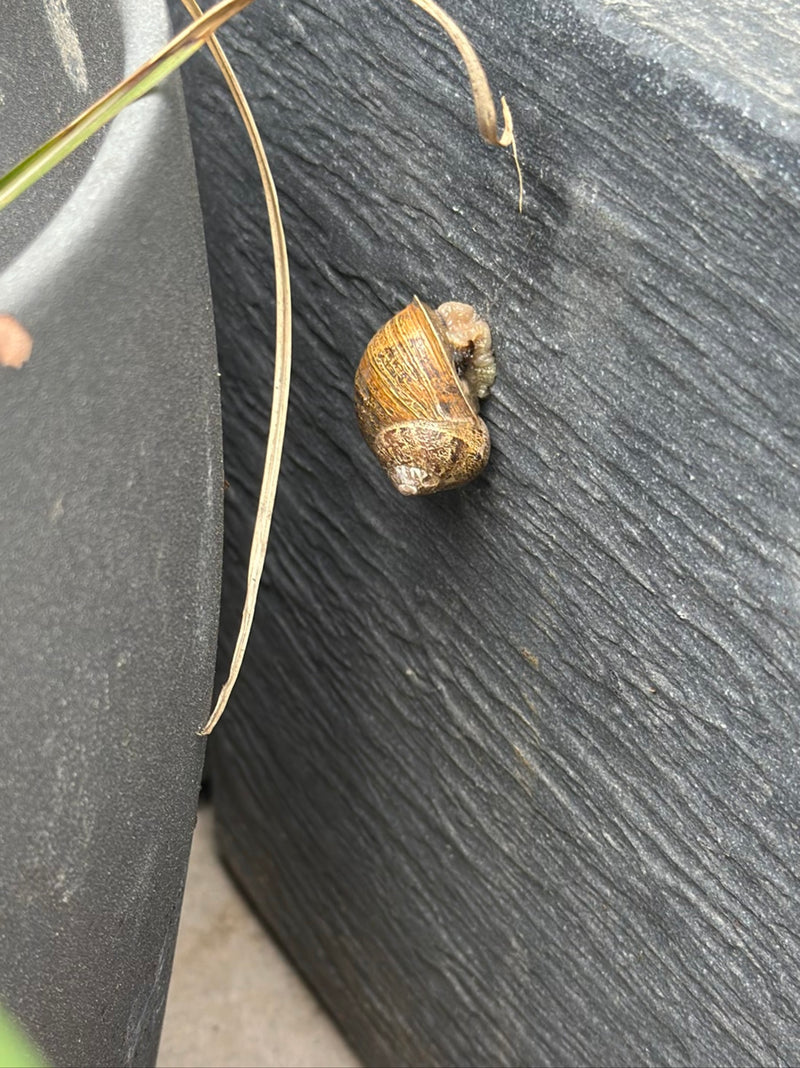 Una lumaca giardino è attaccata a un muro scuro e strutturato. Il guscio con il tipico motivo è chiaramente visibile.