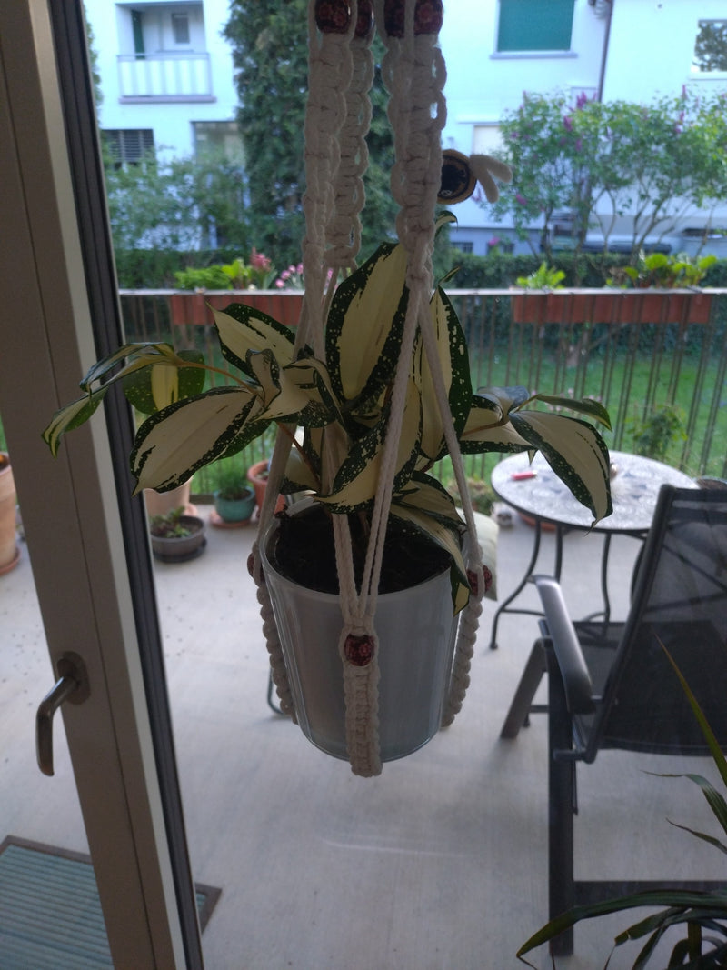 Albero del drago maculato — Bild 1