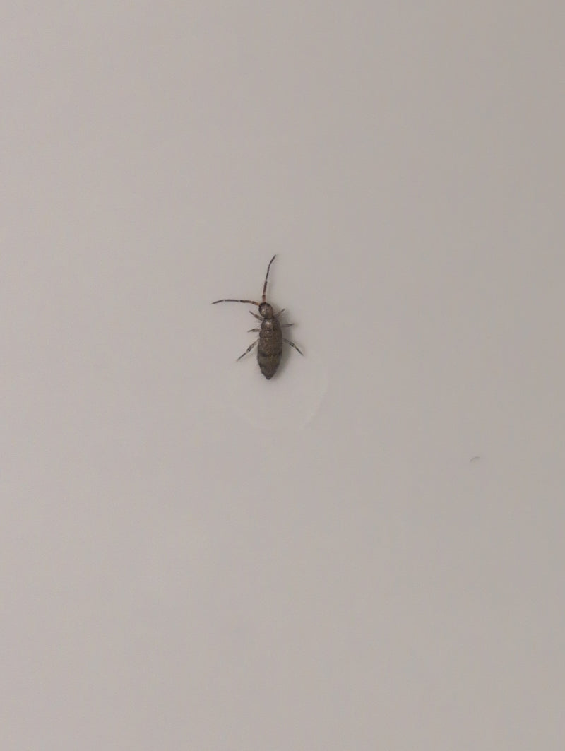 Saltatore con palla maculata — Bild 1