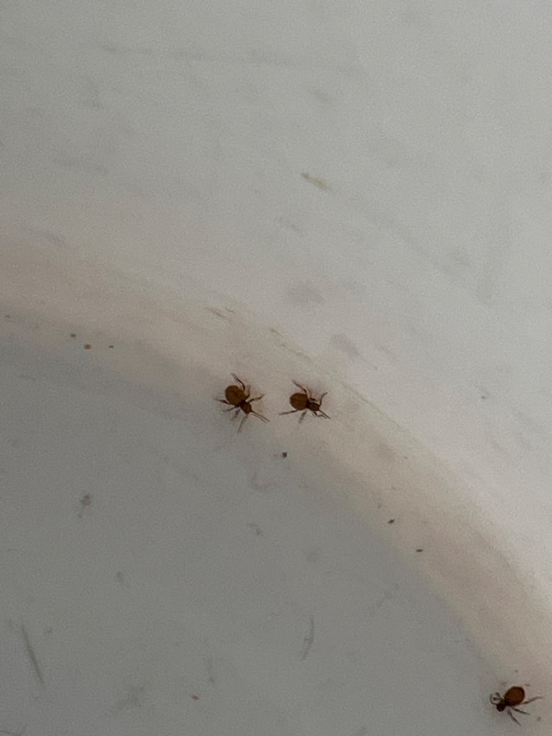 Tre collemboli globulari sono visibili su una superficie chiara e liscia. Riposano tranquillamente visti dall'alto.