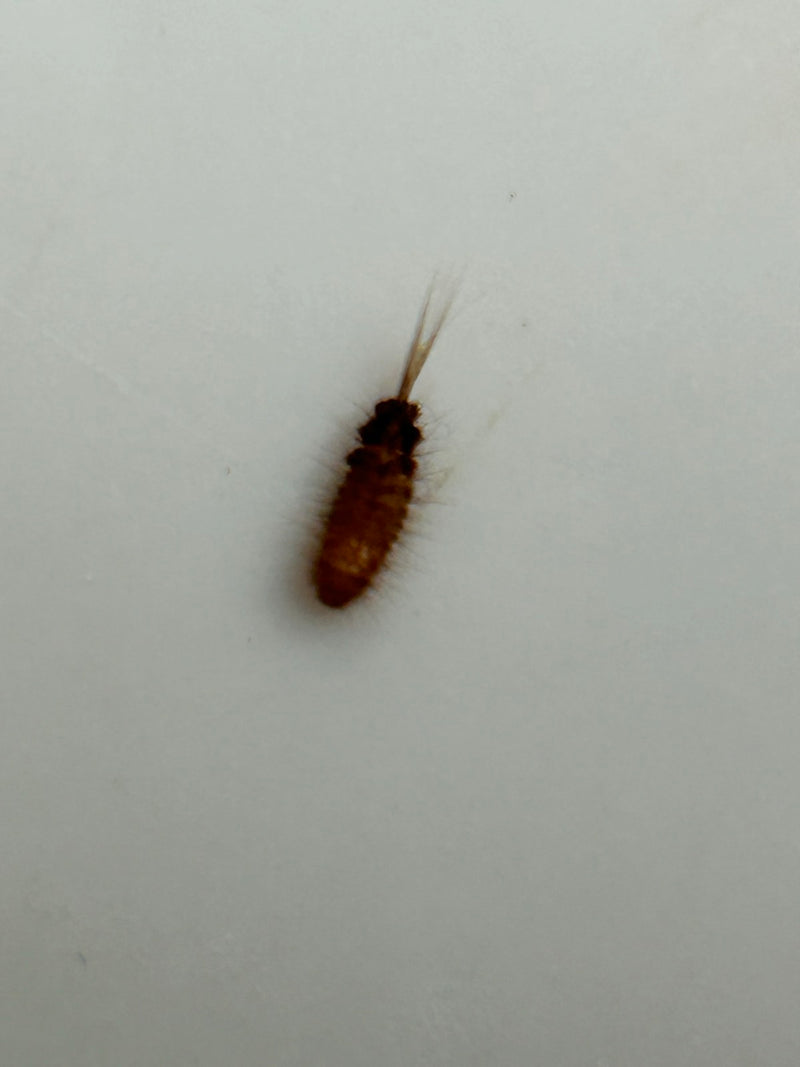 Scarabeo di pelliccia maculato — Bild 1