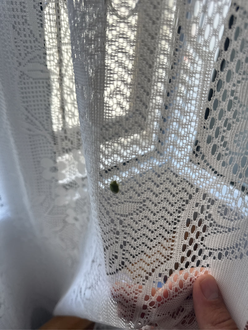 Scarabeo scudo maculato — foto 1 di 3