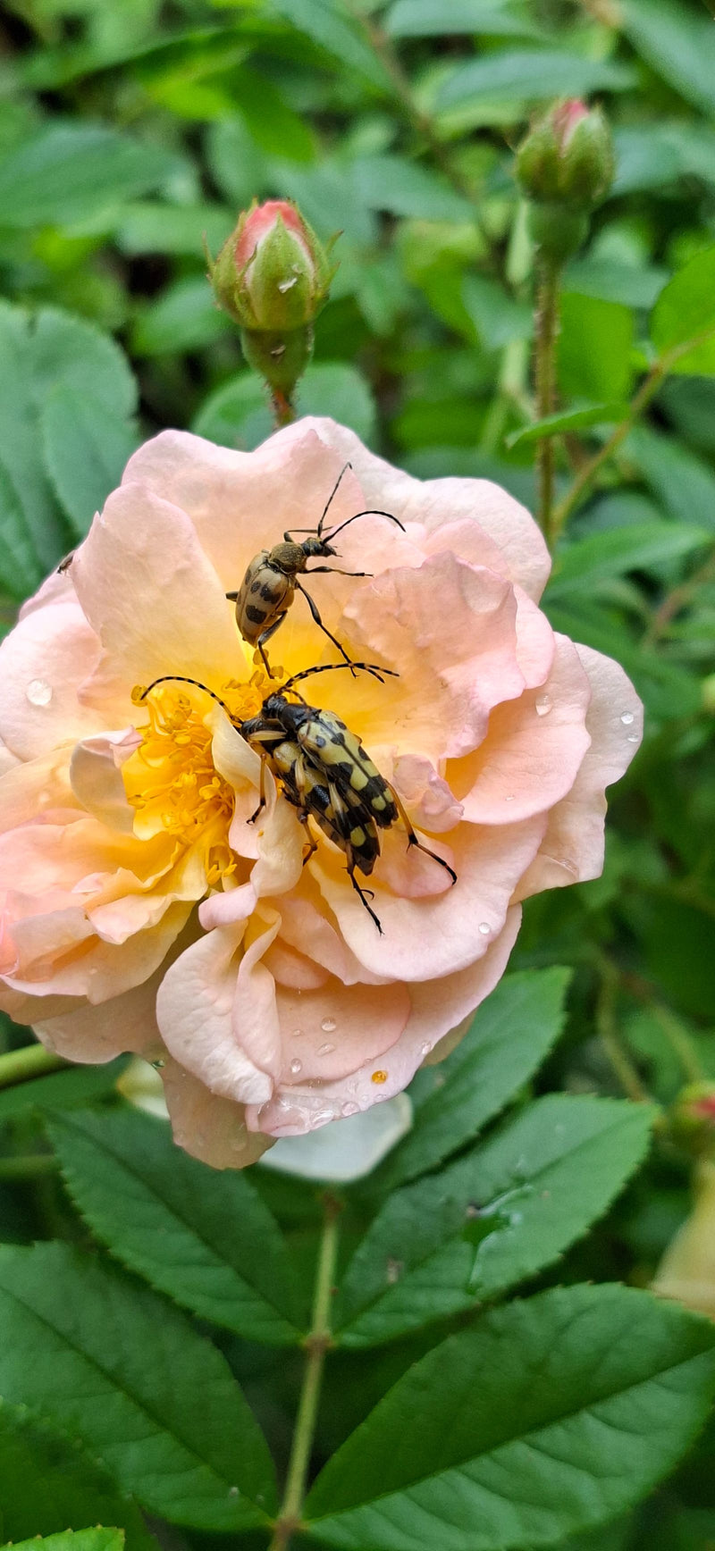 Antilope maculata — Bild 1