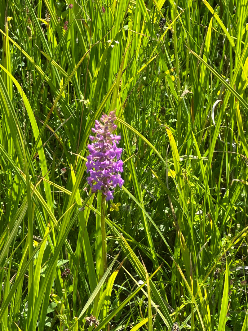 Orchidea maculata — Bild 1