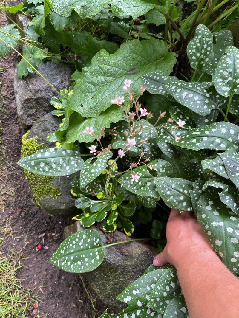 Si vede la pulmonaria comune con le sue tipiche foglie macchiate di bianco e delicati fiori rosa-biancastri. La pianta cresce in un'aiuola vicino alle pietre.