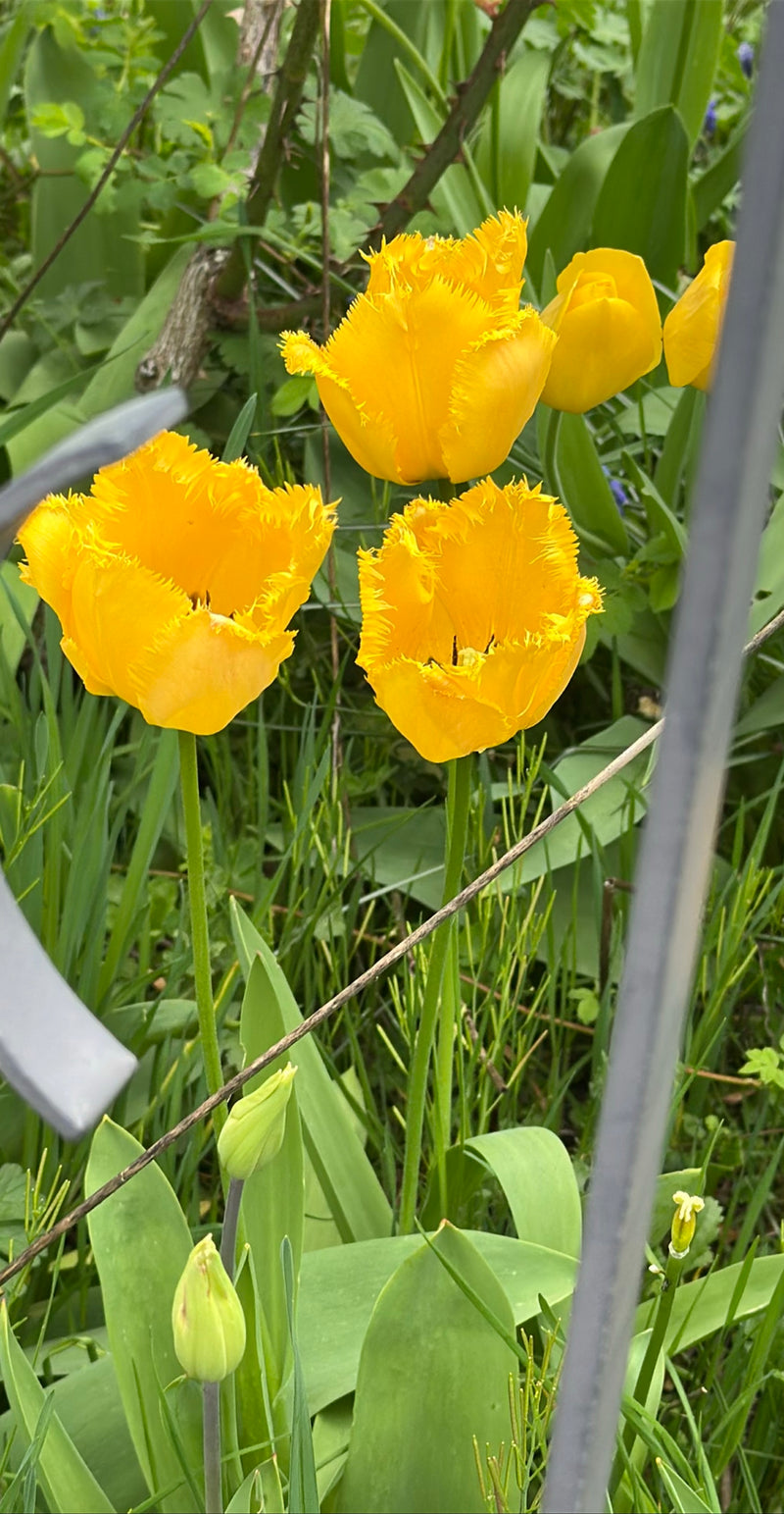 Tulipano da giardino — Bild 1