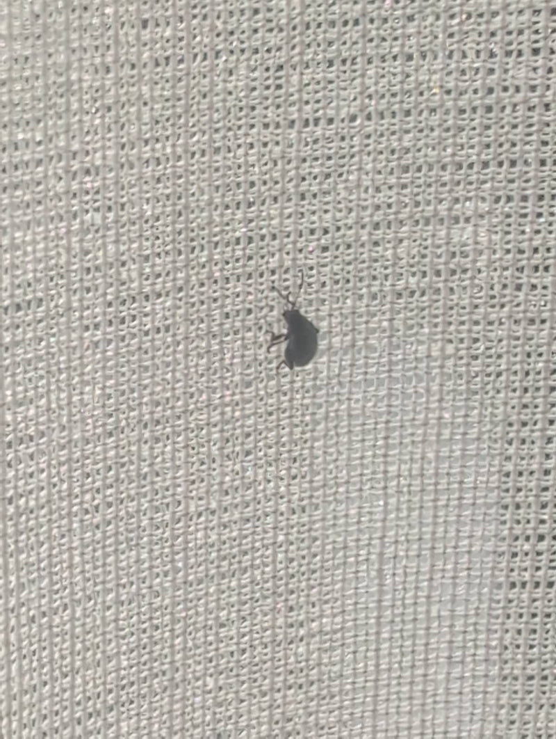 Punteruolo nero solcato — Bild 2