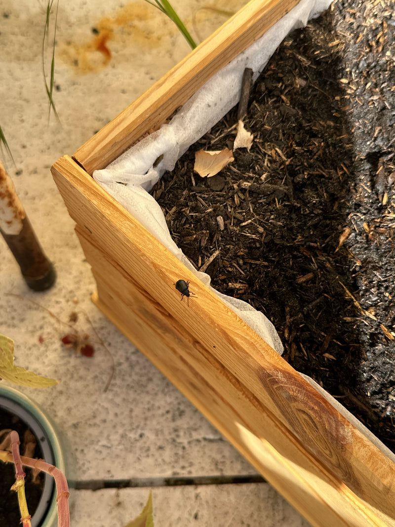Un otiorhenco della vite striscia sul bordo di un orto rialzato di legno. La foto mostra l'insetto da una prospettiva leggermente dall'alto.