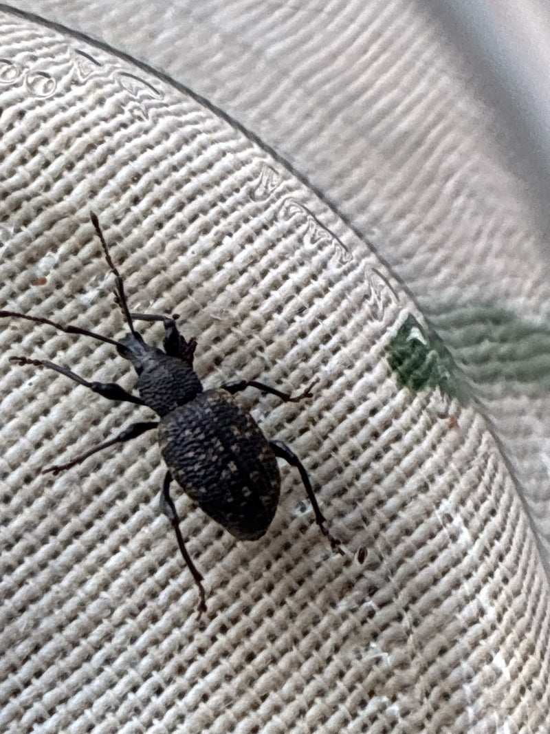 Un otiorhiornco della vite si trova su una superficie tessile strutturata. Il coleottero scuro è chiaramente visibile.