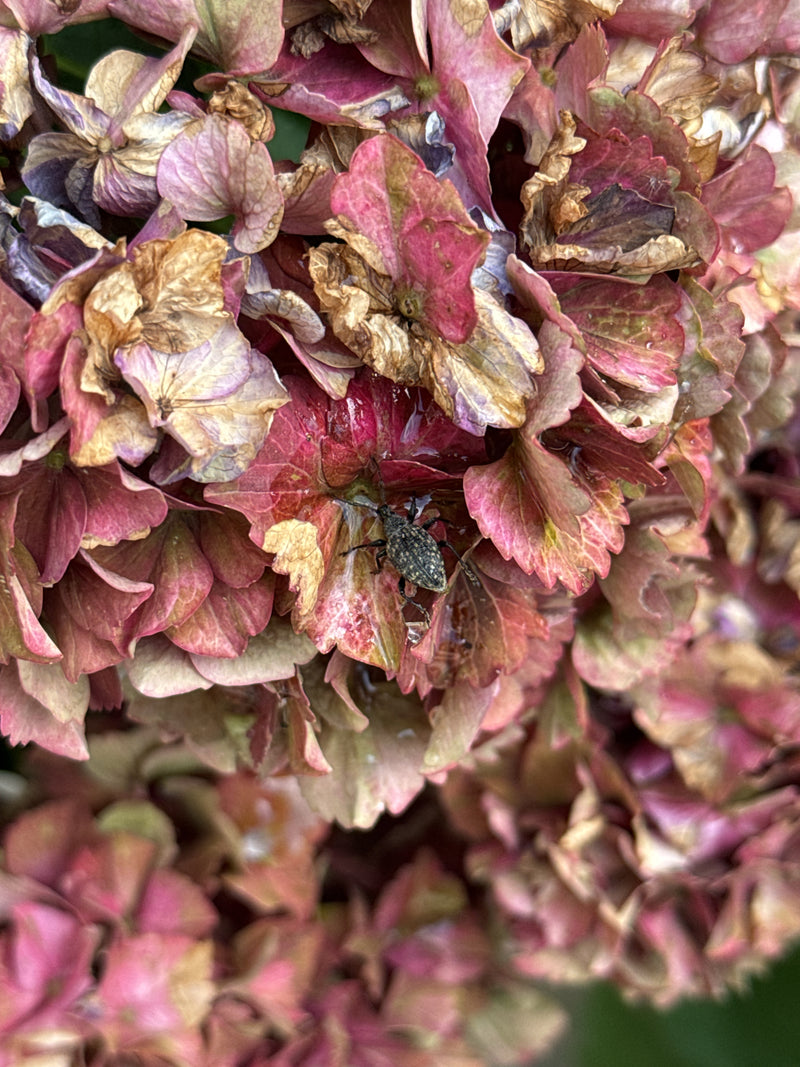 L'immagine mostra un otiorhinco su petali secchi di ortensia. L'insetto è posato tranquillamente sulla pianta.