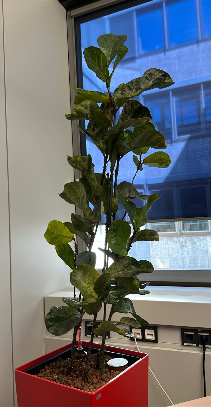 Fico del violino — Bild 1