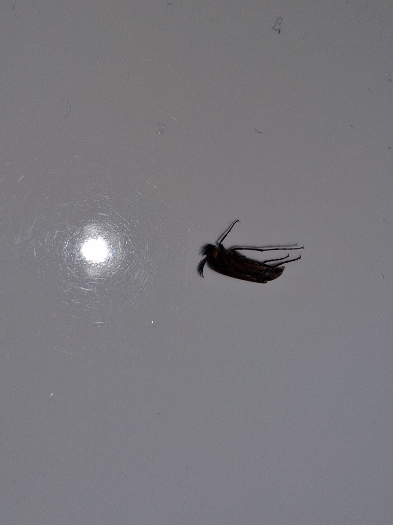 L'immagine mostra un coleottero Ptilinus pectinicornis su una superficie liscia e chiara. Le sue caratteristiche antenne a pettine sono ben visibili.