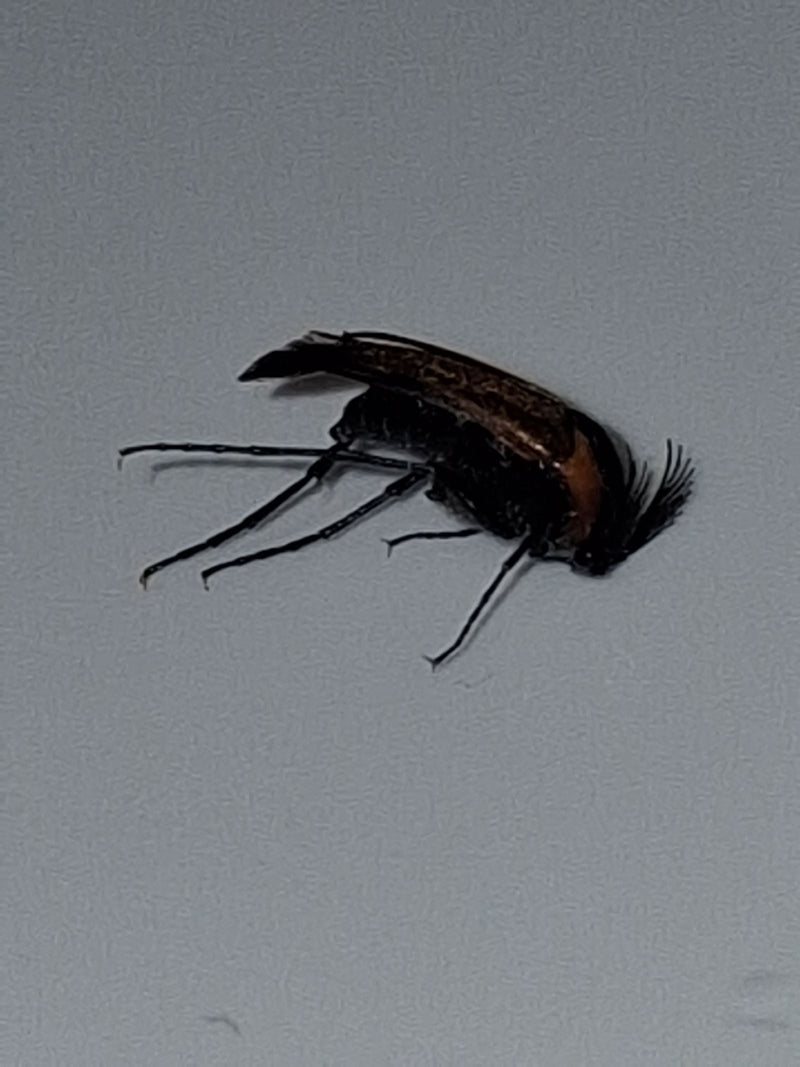 Un coleotetro Ptilinus pectinicornis è mostrato di lato su uno sfondo chiaro. Le sue caratteristiche antenne a pettine sono ben visibili.