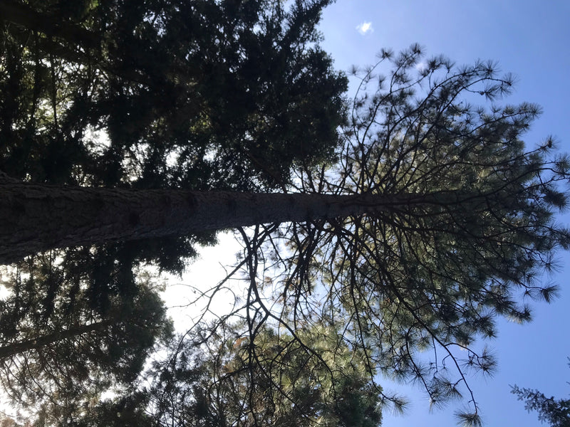 Gelb-Kiefer — foto 1 di 3