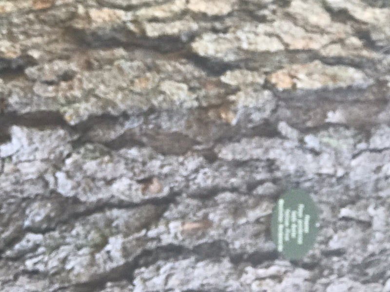 Gelb-Kiefer — foto 3 di 3
