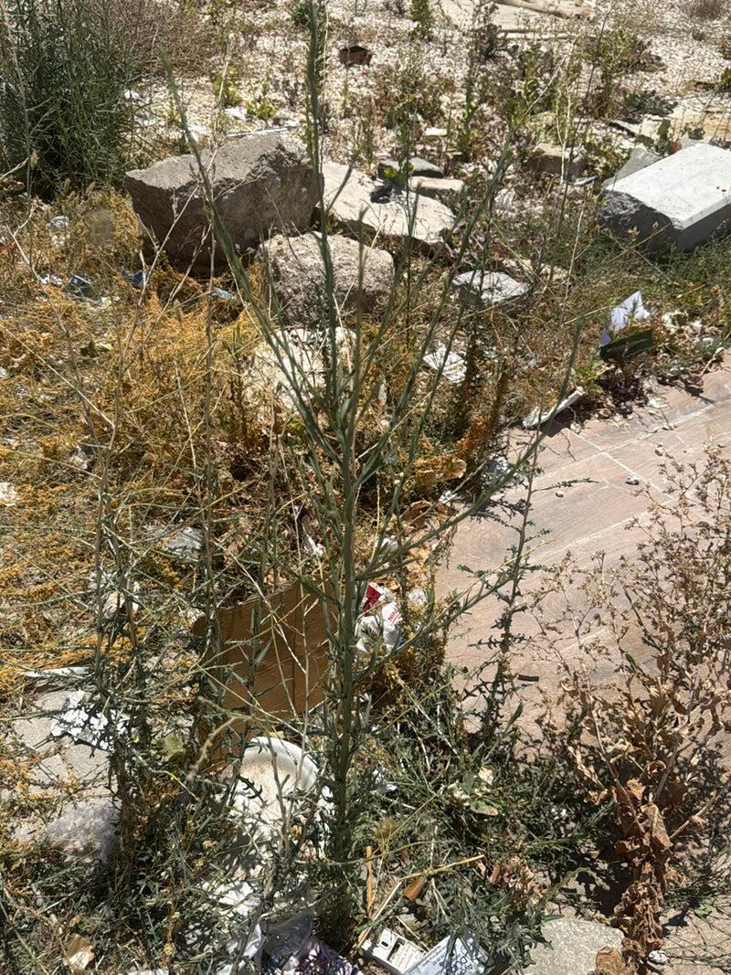 Fiordaliso giallo — foto 2 di 3