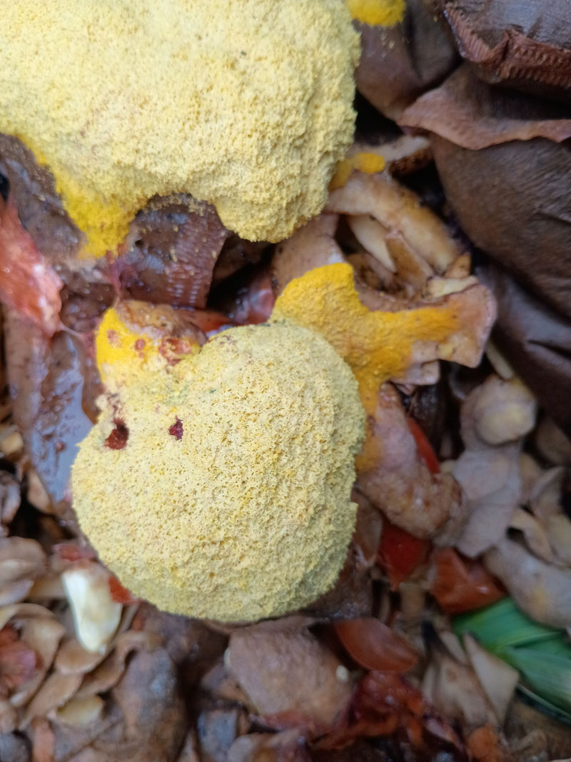 Fiore giallo marrone chiaro — Bild 1