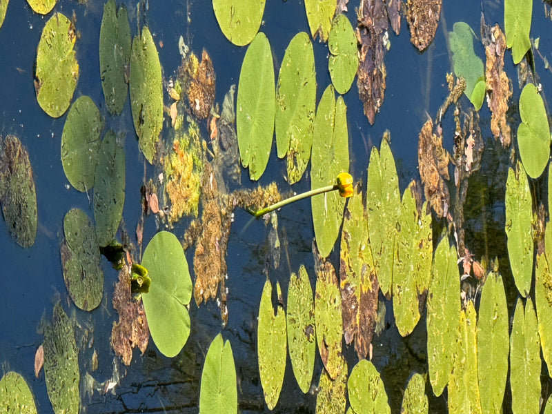 Giglio giallo dello stagno — foto 3 di 6