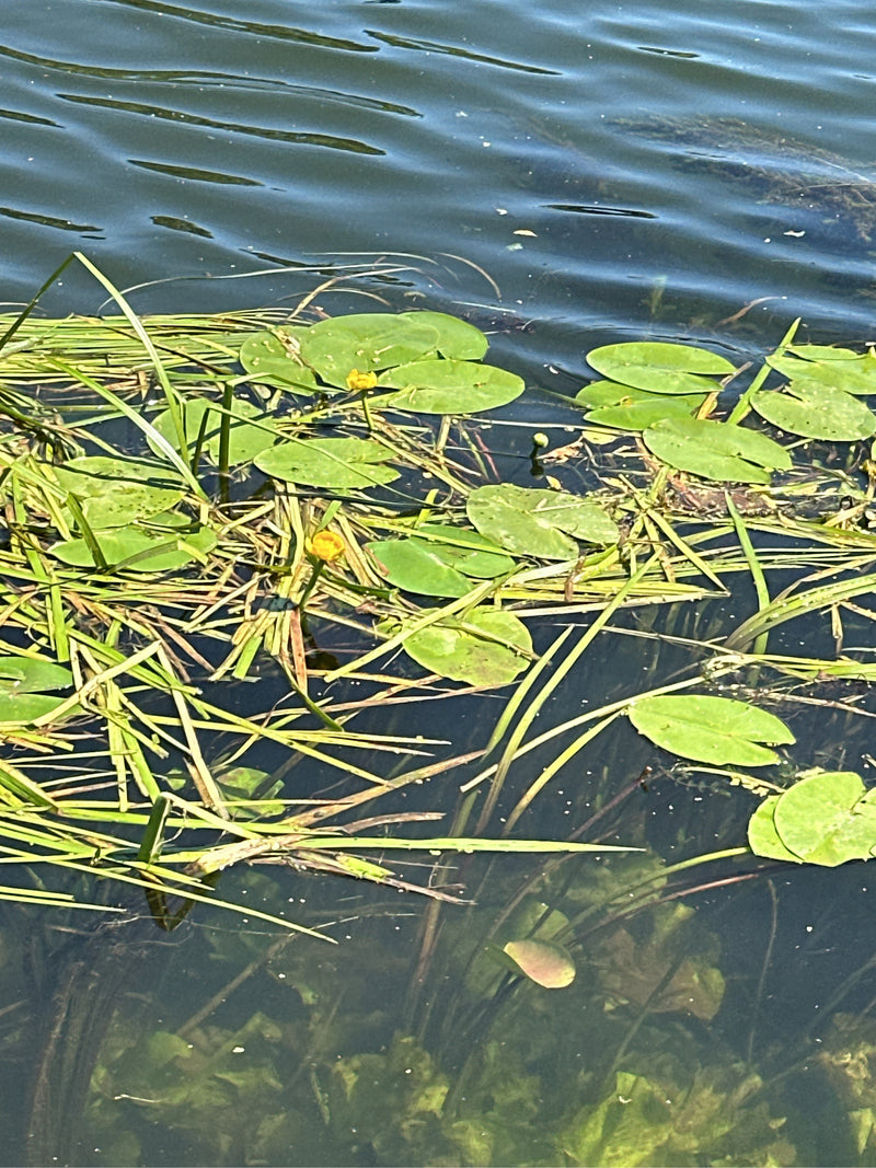 Giglio giallo dello stagno — foto 2 di 6