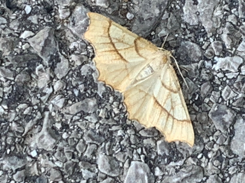 Falena foglia gialla — Bild 1