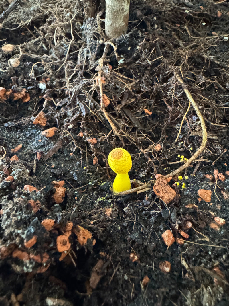 Ombrello piegato giallo — foto 1 di 5