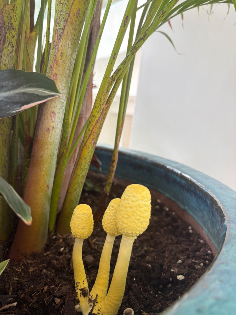 Ombrello piegato giallo — foto 4 di 5