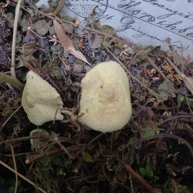 Ombrello piegato giallo — foto 3 di 5