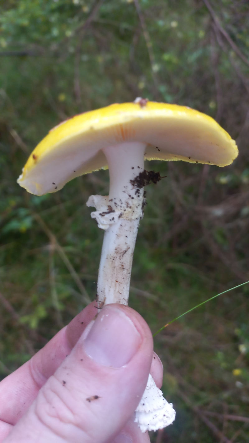 Agarico di mosca giallo — Bild 2