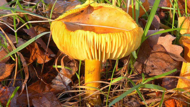 Agarico di mosca giallo — foto 2 di 3