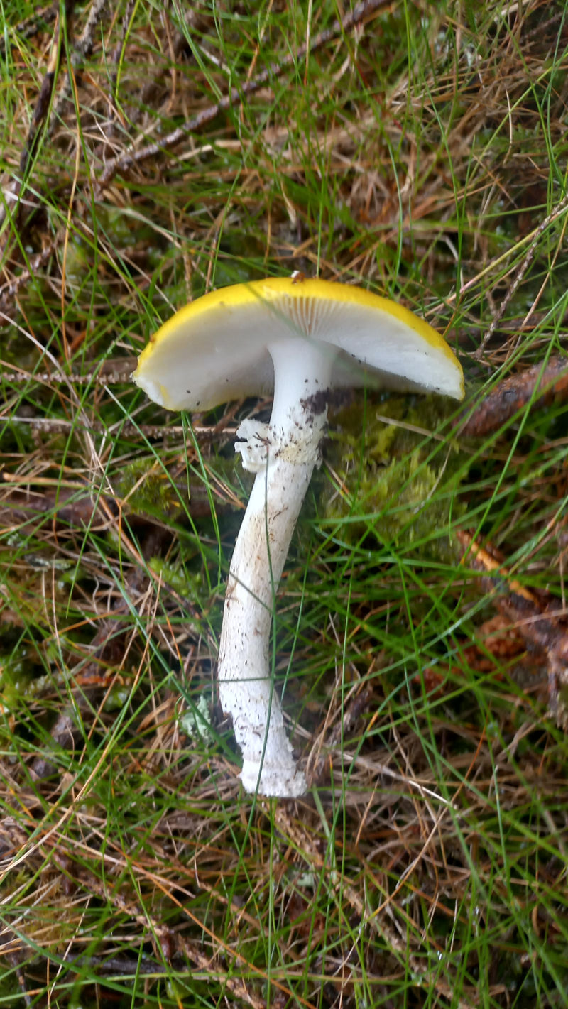 Agarico di mosca giallo — Bild 1