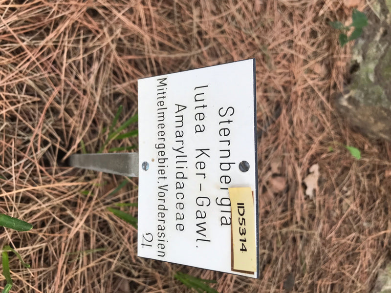 Gelber Goldbecher — foto 1 di 2