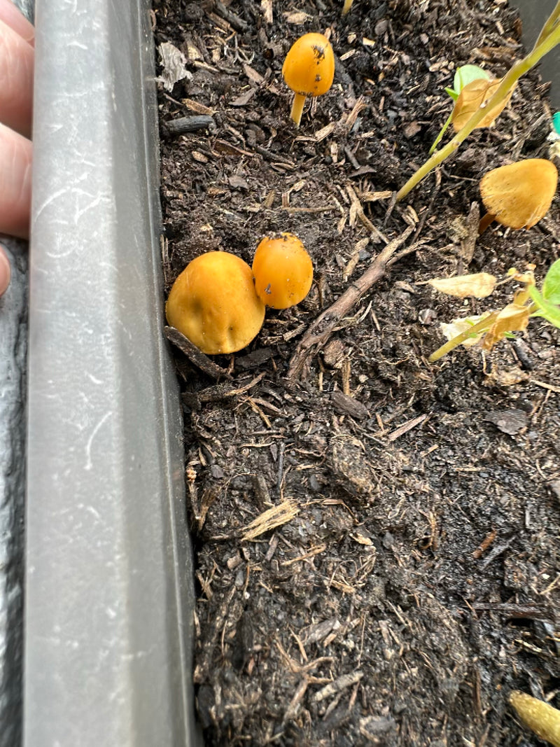 Mürbling giallo — Bild 2