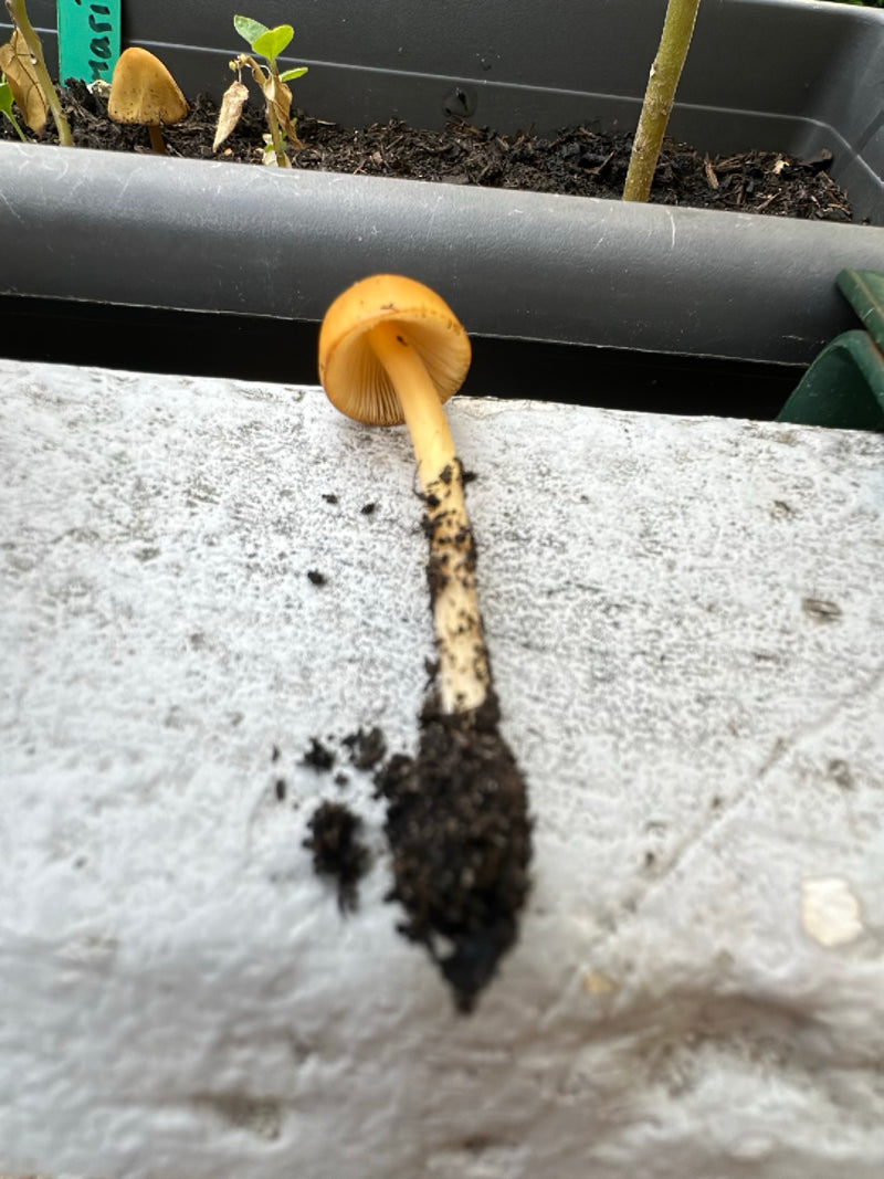 Mürbling giallo — Bild 1