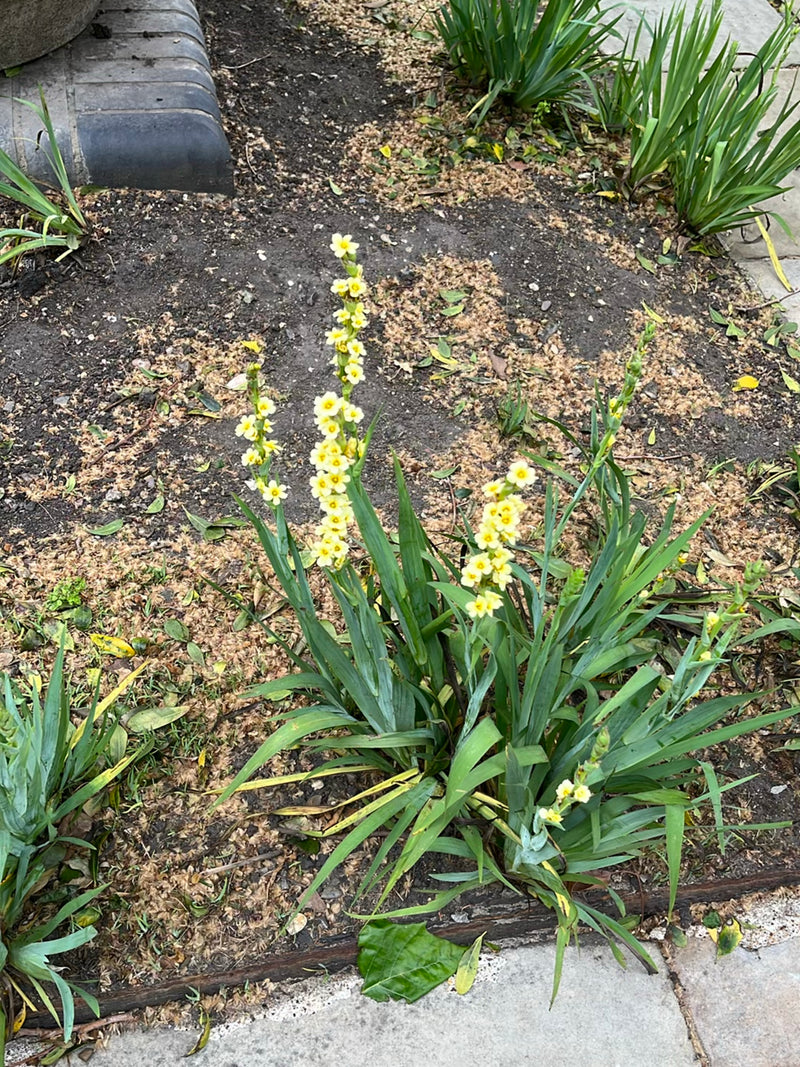 Cenerentola gialla — Bild 2
