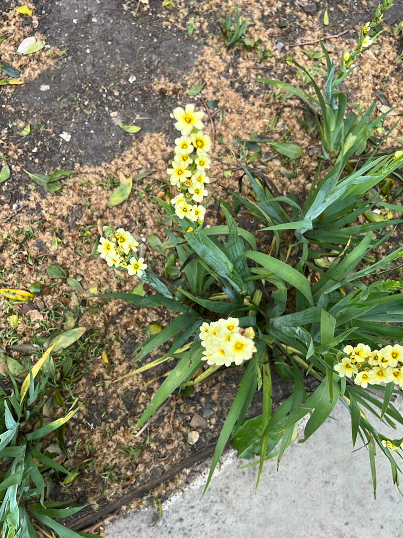 Cenerentola gialla — Bild 1