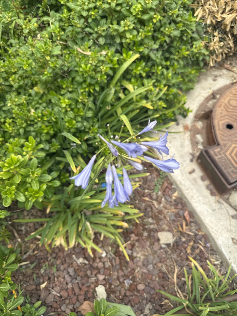 Cenerentola gialla — foto 5 di 18