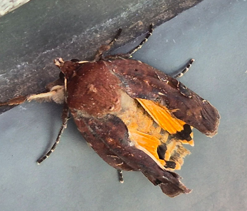 Nastro giallo — Bild 1