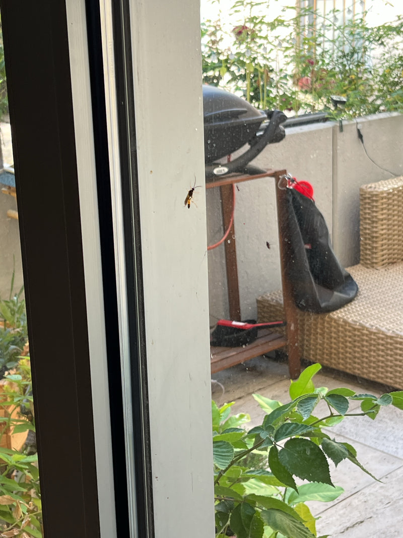 Vespa parassita dalla fodera gialla — foto 4 di 15