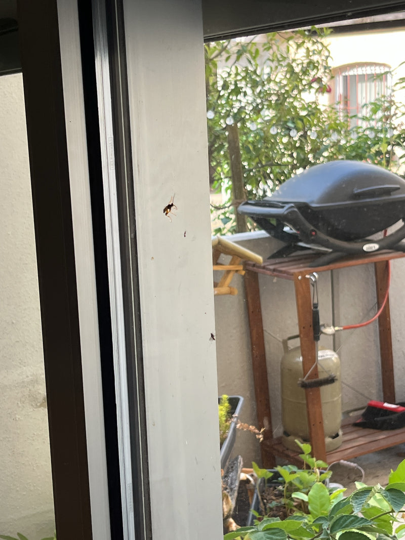 Vespa parassita dalla fodera gialla — foto 3 di 15
