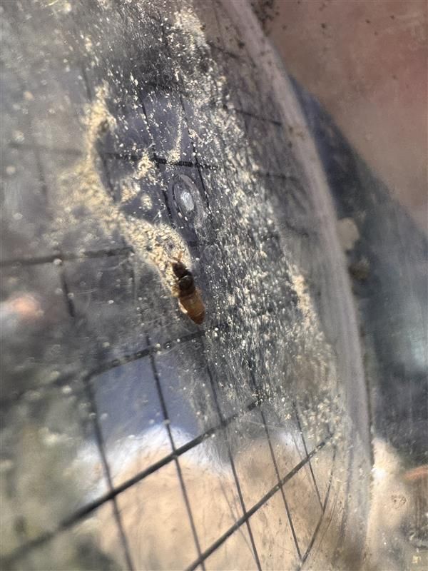 L'immagine mostra un coleottero delle granaglie posato su una superficie polverosa e strutturata.