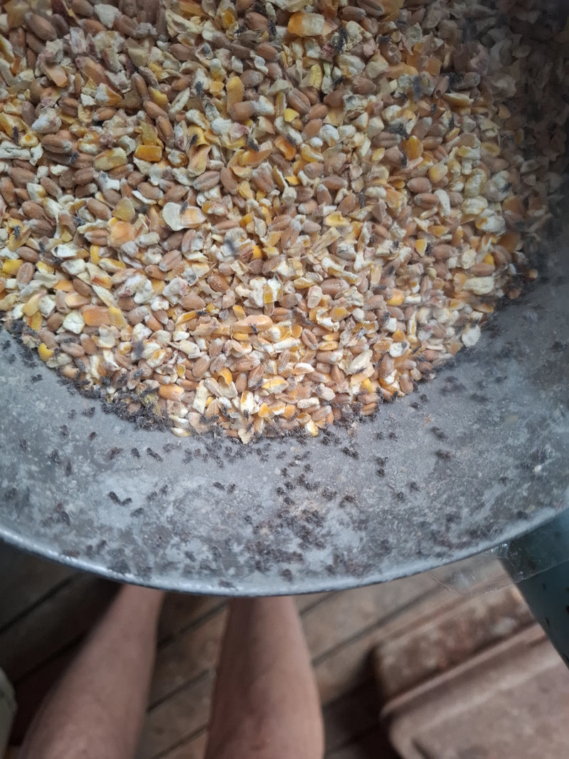 Numerosi piccoli insetti scuri infestanti camminano su cereali macinati e lungo il bordo di un secchio di metallo.