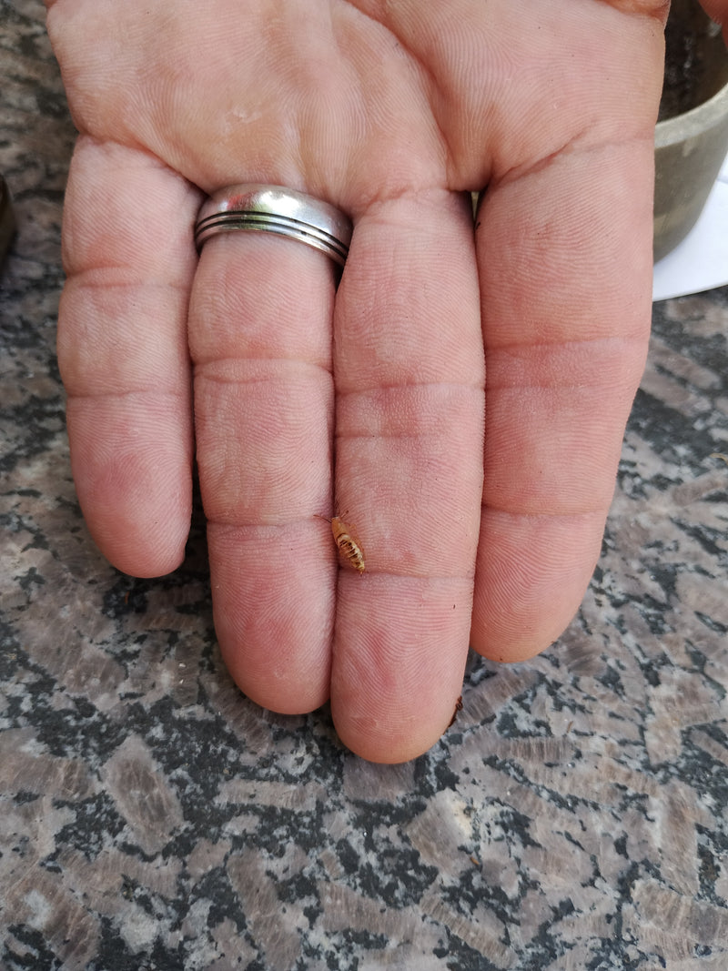 Termite dal collo giallo — Bild 1